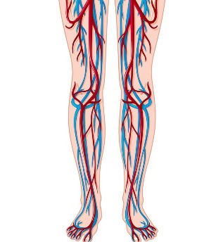 Местоположение на вените и артериите в краката