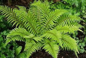 компреси за лечение на разширени вени